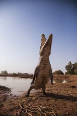 Crédence de cuisine en verre imprimé Crocodile Nourrir le crocodile