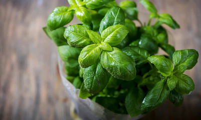 Fresh green basil plant for healthy cooking