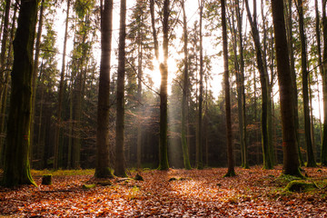 Fototapeta premium Moody Forest