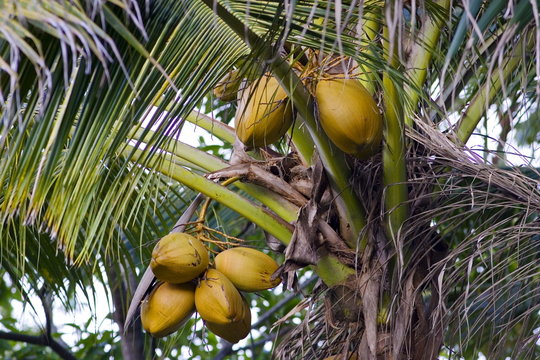 Coconuts growing on a palm tree at Thala Beach, Port Douglas
