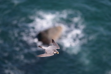 ハヤブサ,ハヤブサ目,ハヤブサ科,ハヤブサ属
