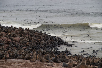 Thousands of wild seals at Cape Cross Seal Reserve, Namibia
