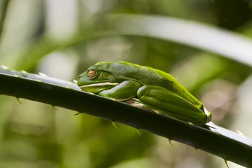 White-Lipped Green Tree Frog on palm leaf in Daintree Rainforest, Queenland