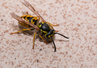 Wasp on wall