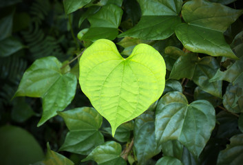 Green leaves