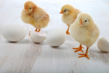 Fluffy little yellow chickens and eggs on a  wooden background.