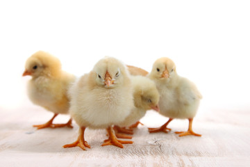 Fluffy little yellow chickens on a  wooden background. Card for