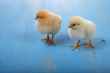 Fluffy little yellow chickens on a blue wooden background. Card