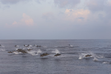 Dolphins are pursuing a flock of fish at sunset.