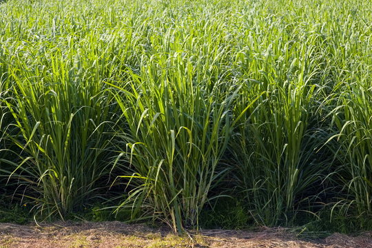 Sugar cane paddock, Freshwater Connection