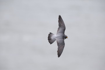 ハヤブサ,ハヤブサ目,ハヤブサ科,ハヤブサ属