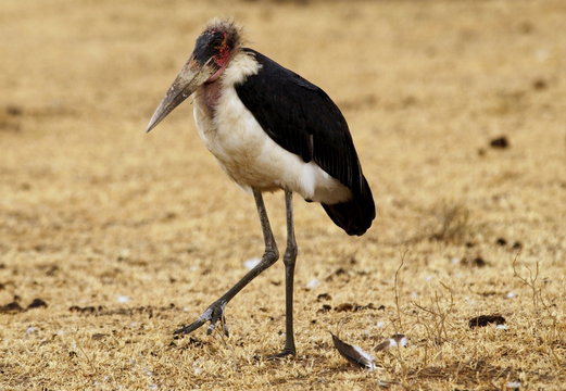 Marabou stork, Grumet, Tanzania