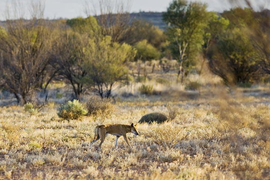 Dingo at Simpson's Gap, West Madonnell Mountain Range