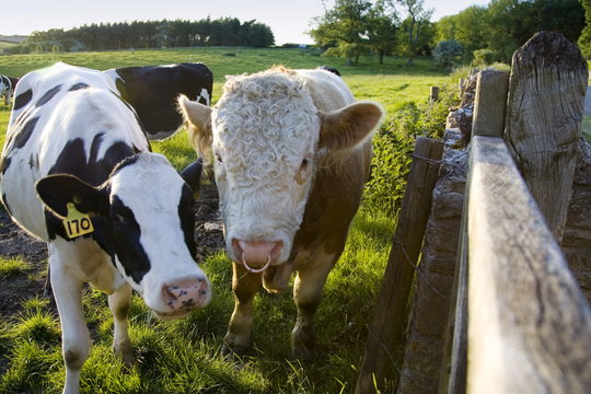 Bull and friesian cow, Oxfordshire, The Cotswolds