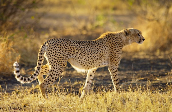 Cheetah, Grumeti, Tanzania