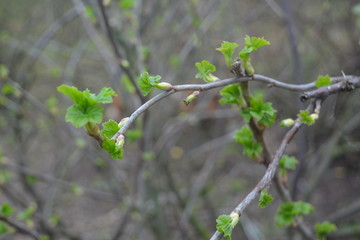 young branches currants, spring, seedling cultivation, breeding, business