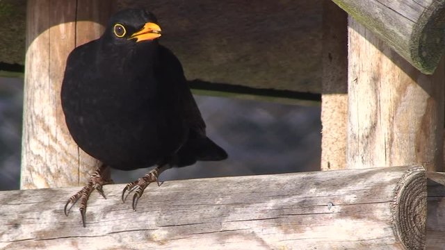 Ein Amselm&auml;nnchen hat das Vogelh&auml;uschen in Besitz genommen (Gro&szlig;aufnahme)