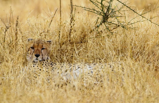 Cheetah, Grumeti, Tanzania