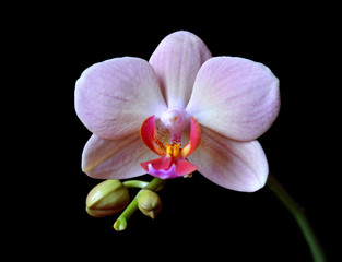 Naklejka na ściany i meble Closeup of a orchid isolated on black background.