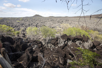 view of the wonderful limestone formations Ankarana, Madagascar