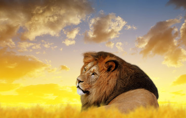 Big male lion on the savannah at sunset.