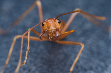 red ant on black metal background.