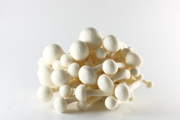 White Shimeji mushroom - Japanese Mushroom on white background