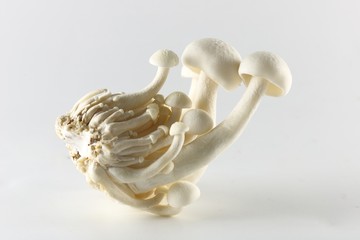 White Shimeji mushroom - Japanese Mushroom on white background