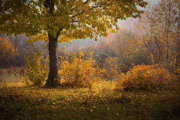 Fototapeta premium Autumn. Yellow cherry