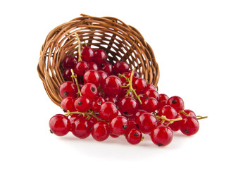 red currant