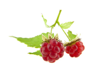 red raspberries
