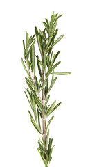 Fototapeta premium rosemary