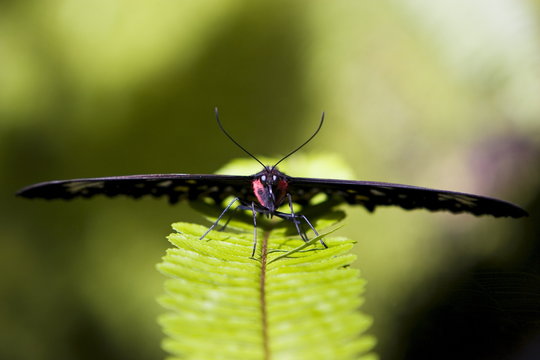 Female Cairns Birdwing butterfly on a fern leaf, North Queensland