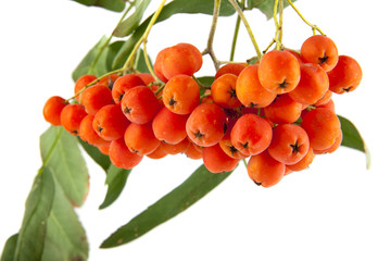 Rowan berries on a branch
