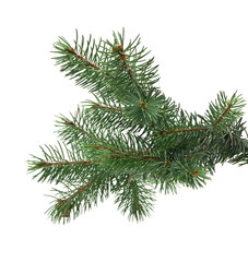 branch of fir-tree