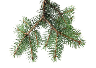 Obraz premium branch of fir-tree