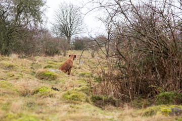 Hund rastas i en beteshage