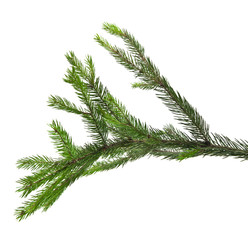 branch of fir-tree