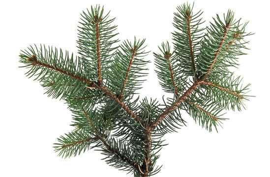 branch of fir-tree