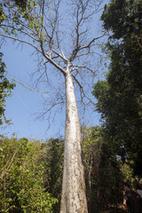 Fototapeta premium tall trees in the reserve Ankarana, Madagascar
