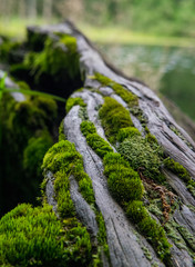 Mossy Log