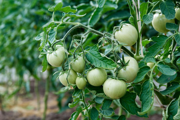 bunch of green tomatoes