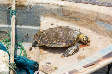 Fototapeta premium Sea turtles die on a fishing boat.
