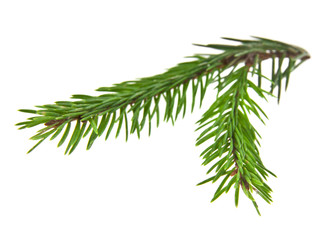 Naklejka na ściany i meble branch of fir-tree