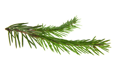 branch of fir-tree