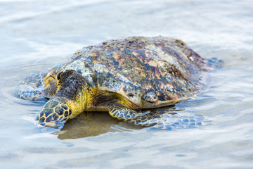 Sea turtles die on the beach