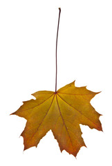 yellow autumn leaves