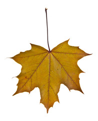 yellow autumn leaves