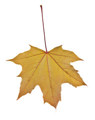 yellow autumn leaves