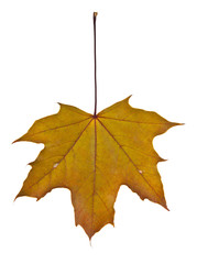 yellow autumn leaves